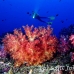 coral_soft_arch_h_0705_png1021.jpg